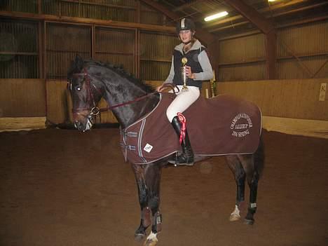 Dansk Varmblod Lambadino billede 17