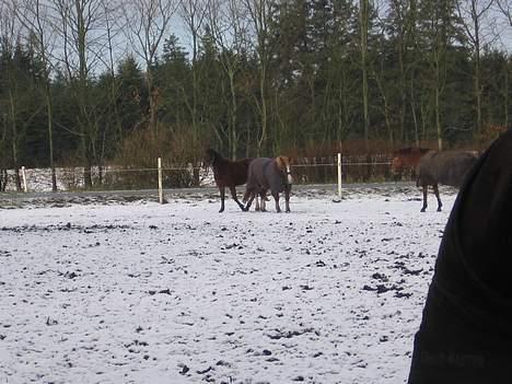 Anden særlig race Stald Regius´ Max R.I.P. billede 12