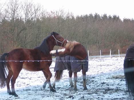Anden særlig race Stald Regius´ Max R.I.P. billede 16