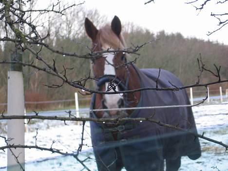 Anden særlig race Stald Regius´ Max R.I.P. billede 18