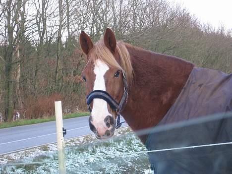 Anden særlig race Stald Regius´ Max R.I.P. billede 19