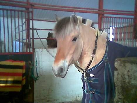 Fjordhest sonnyboy rørbæk billede 9