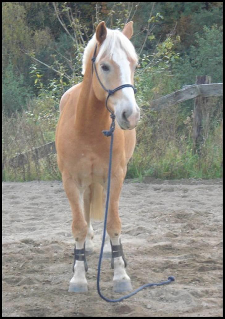 Haflinger Star Wars *solgt* - Oppdatert 10.okt08 billede 14