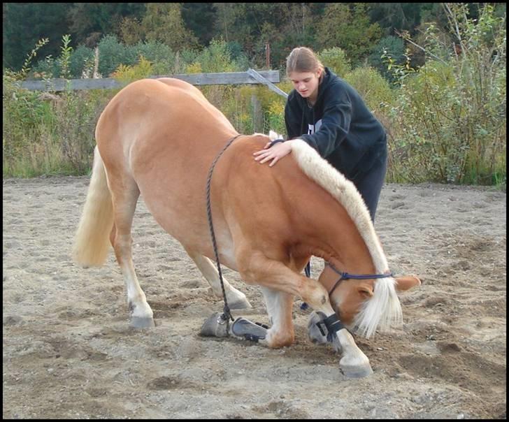 Haflinger Star Wars *solgt* - Oppdatert 10.okt08 billede 15