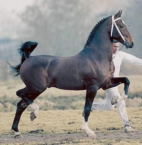 Hollandsk Varmblod Rolanda(Fie) <3 R.I.P. - Fies lækre far Jonker, man kan godt se hvor hun har sine knæløft fra. billede 8