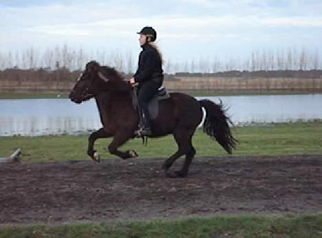 Islænder Una fra Grønlien - SOLGT - Så bliver der galoperet lidt.. Foto: Lisette Frederiksen billede 5