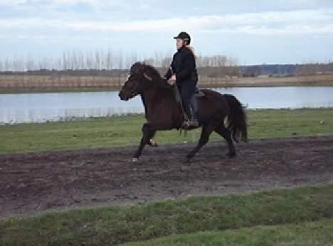 Islænder Una fra Grønlien - SOLGT - Galop galop igen :) Foto: Lisette Frederiksen billede 6