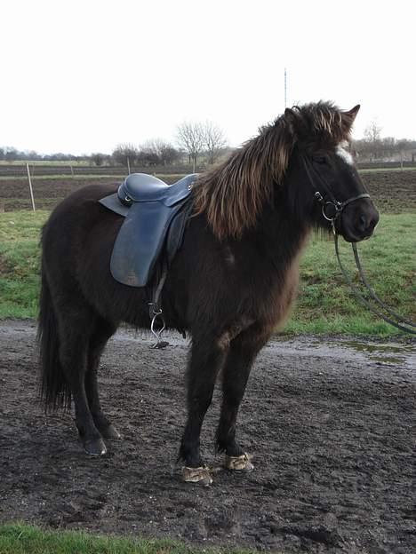 Islænder Una fra Grønlien - SOLGT - Foto: Lisette Frederiksen billede 9