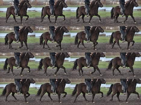 Islænder Una fra Grønlien - SOLGT - Billedserie i tölt.. Foto: Lisette Frederiksen billede 10