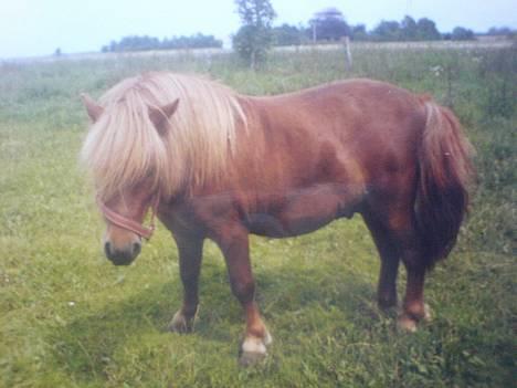 Miniature Hannibal - er han ik sød  billede 7