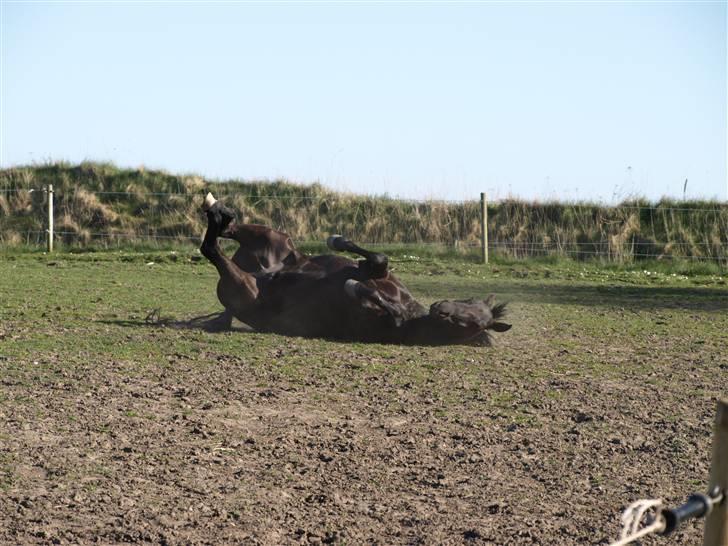 New Forest Vadgaards Bellmann - Wee ingen dækken, rulle rulle :) billede 8