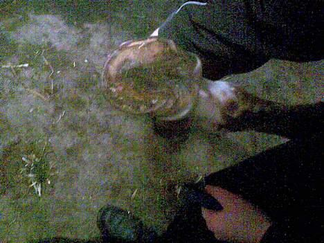 Hannoveraner Tommelise - hendes hov... billede 19