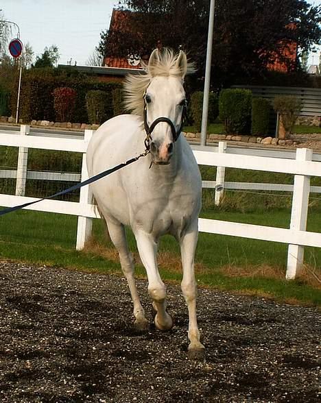 Shagya Araber (SH) Chela † - Til dyrlæge i Svendborg. Foto: Cecilie Winberg billede 11