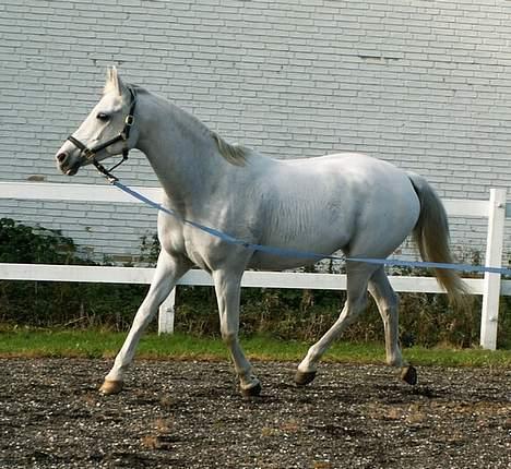 Shagya Araber (SH) Chela † - Til dyrlæge i Svendborg. Foto: Cecilie Winberg billede 13