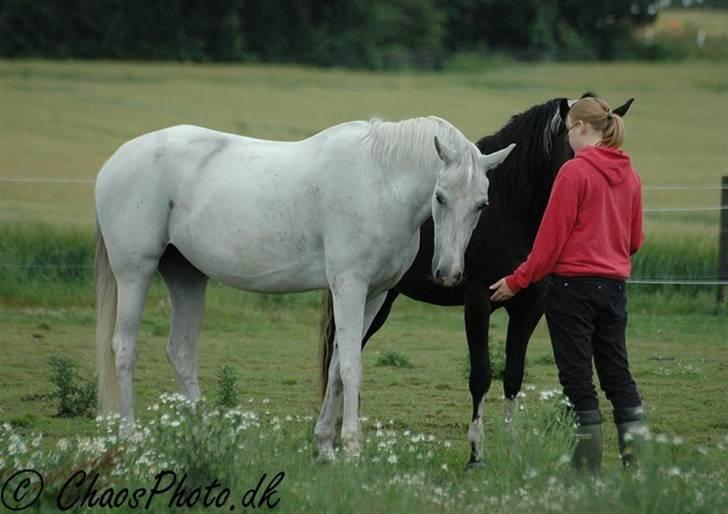 Shagya Araber (SH) Chela † - 23/6-07. Foto: ChaosPhoto.dk billede 14