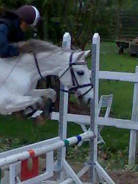 Welsh Pony (sec B) Lyngvejens Domino[SOLGT] - billede 10 det er rigtig godt synes jeg! billede 10