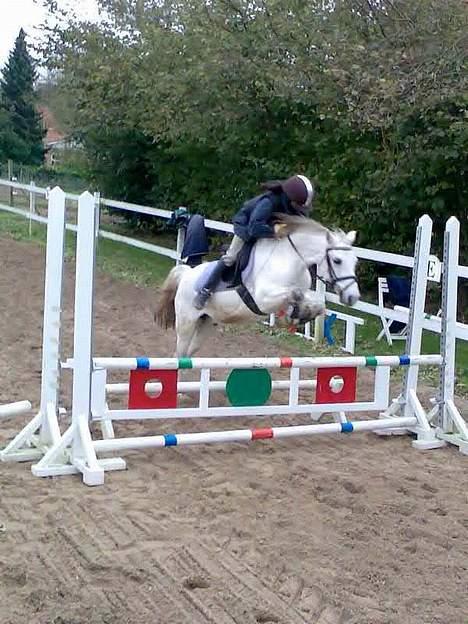 Welsh Pony (sec B) Lyngvejens Domino[SOLGT] - billede 11 det ogs godt.. han sprang godt den dag.  billede 11