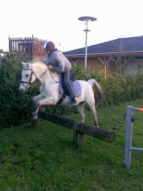 Welsh Pony (sec B) Lyngvejens Domino[SOLGT] - billede 16 hehe.. vi er i naturen billede 16