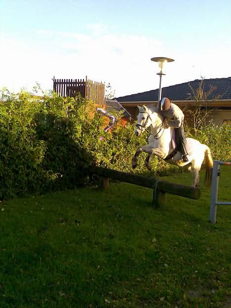 Welsh Pony (sec B) Lyngvejens Domino[SOLGT] - billede 17 os igen i naturen billede 17