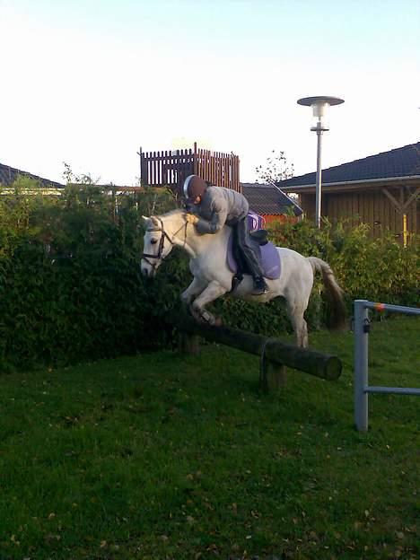 Welsh Pony (sec B) Lyngvejens Domino[SOLGT] - billede 18 os godt billed<´3<´3 billede 18
