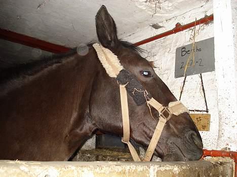 Oldenborg Bertha - Hej hest :p billede 13