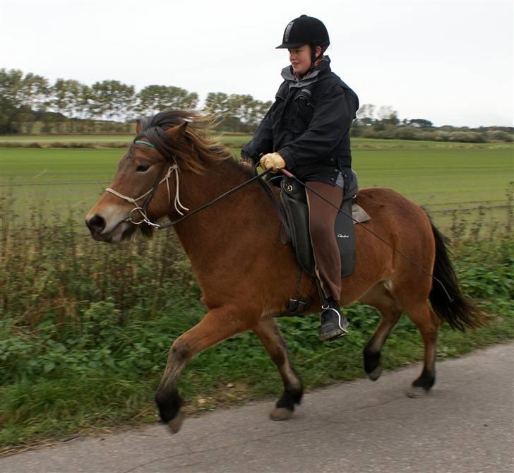 Islænder Tritla fra Rønnekildegård - Velkommen til Tritlas profil. d. 10 okt 09 redet i 14 dage. billede 1