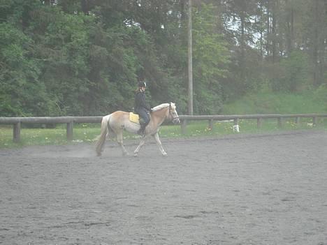 Haflinger Balder Gl. Halvpart billede 6
