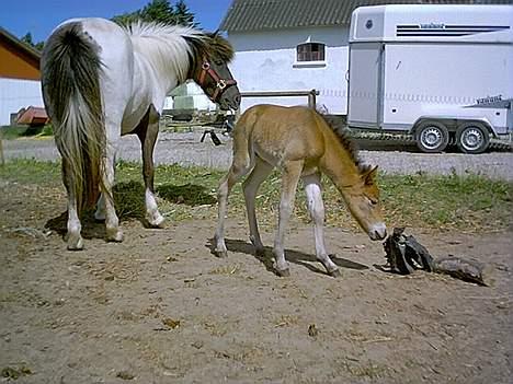 Islænder Tritla fra Rønnekildegård - alt skal undersøges billede 2