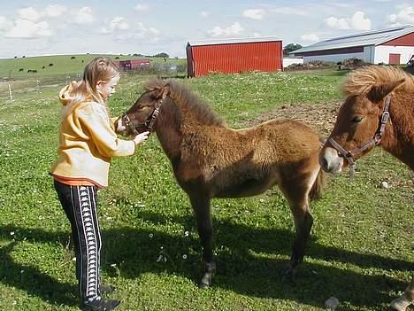 Islænder Tritla fra Rønnekildegård - 3 mdr. ca. med min søster sara og Ganti billede 3