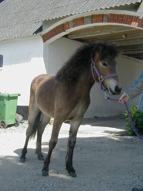 Islænder Tritla fra Rønnekildegård - 1 år gammel, hun er farveskifter billede 4
