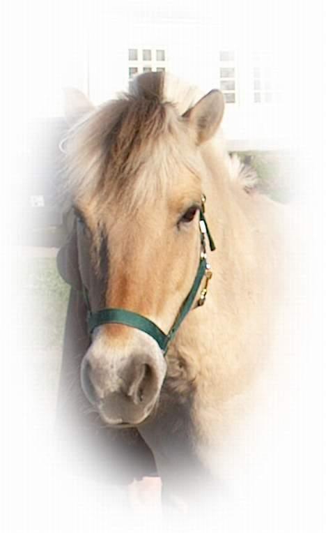 Fjordhest Majsens Lotte. - Vores Potte-Lotte.. billede 1