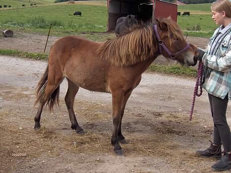 Islænder Tritla fra Rønnekildegård - 1 år og omkring 4 mdr. billede 5