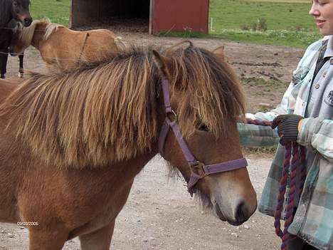 Islænder Tritla fra Rønnekildegård - igen. lig mærke til den fine man hun havde dengang billede 6