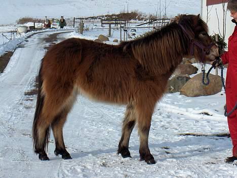 Islænder Tritla fra Rønnekildegård - marts 2006. næsten 2 år. billede 7