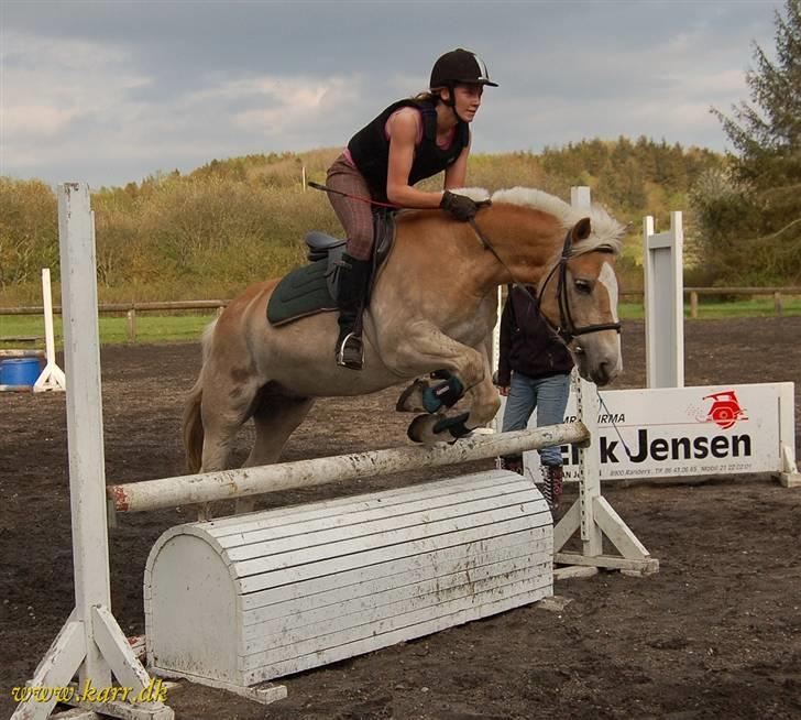 Haflinger Balder Gl. Halvpart - Efter mange forsøg <3 Den smukkeste billede 7