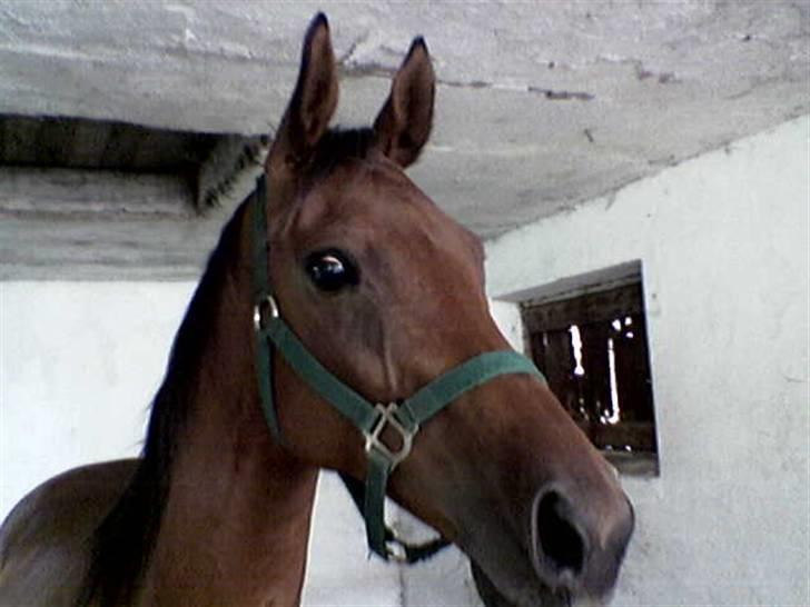 Tysk Oldenburger Majsens Ophelia. billede 1