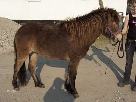 Islænder Tritla fra Rønnekildegård - så skifter vi farve. omkring 1 uge for Roskilde billede 8
