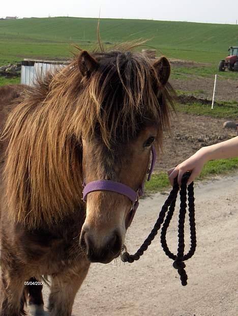 Islænder Tritla fra Rønnekildegård - igen. hendes kønne hoved billede 9