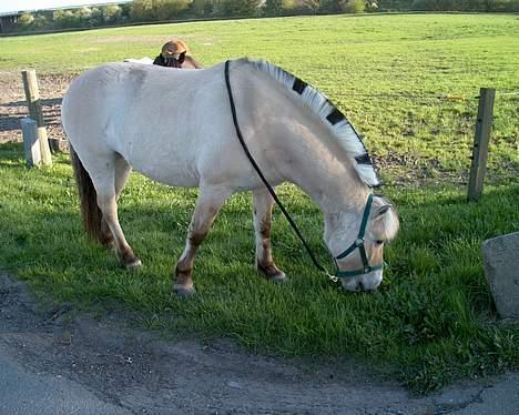 Fjordhest Majsens Lotte. billede 2