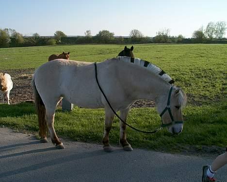 Fjordhest Majsens Lotte. billede 3
