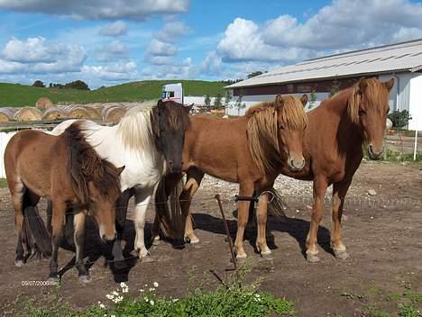 Islænder Tritla fra Rønnekildegård - fire på stribe. Tritla, mor Hatta, bror Ganti og tante Stella billede 10