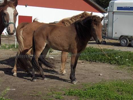 Islænder Tritla fra Rønnekildegård - fra september 06 billede 11