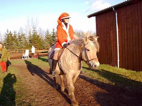 Fjordhest Claus (Part) - [Tage af min mor] billede 14