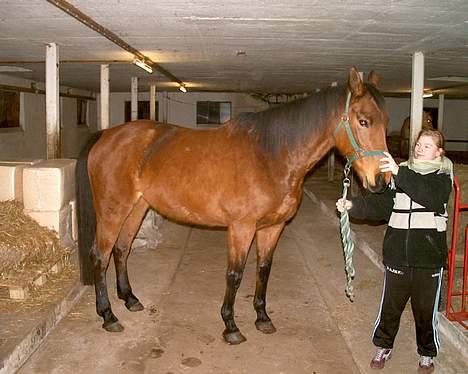 Tysk Oldenburger Majsens Ophelia. billede 3