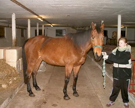 Tysk Oldenburger Majsens Ophelia. billede 4