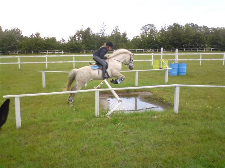 Connemara O'Connor *solgt* - første gang han springer vangrav ! :)  - er stolt over min lille pony :I billede 14