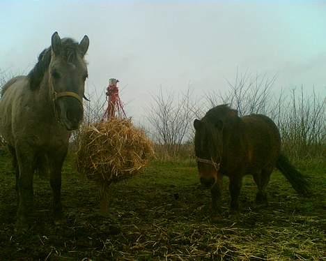 Anden særlig race Amanda *solgt* - Amanda og Hannibal ;b billede 11