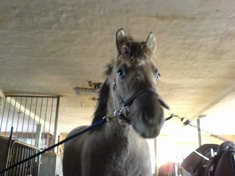 Anden særlig race Amanda *solgt* - Amanda på staldgangen :b billede 12