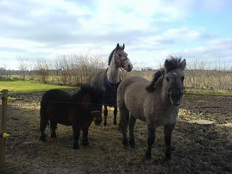 Anden særlig race Amanda *solgt* - Amanda, ølle og Hannibal på fold :) billede 13