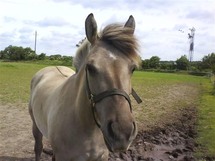 Anden særlig race Amanda *solgt* - Amanda <3 billede 15